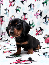 Load image into Gallery viewer, Gracie 💕 Mini Dachshund ☀️Female
