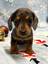 Load image into Gallery viewer, Nicholas 💕 Mini Dachshund 🥂 Male 🎄
