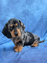 Load image into Gallery viewer, Bruno 💕 Mini Dachshund ☀️Male
