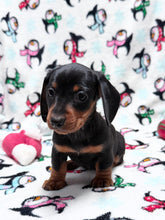 Load image into Gallery viewer, Gracie 💕 Mini Dachshund ☀️Female
