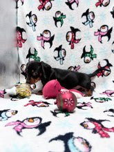 Load image into Gallery viewer, Joy 💕 Mini Dachshund ☀️Female
