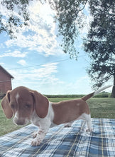 Load image into Gallery viewer, Isabelle 💕 Mini Dachshund ☀️Female
