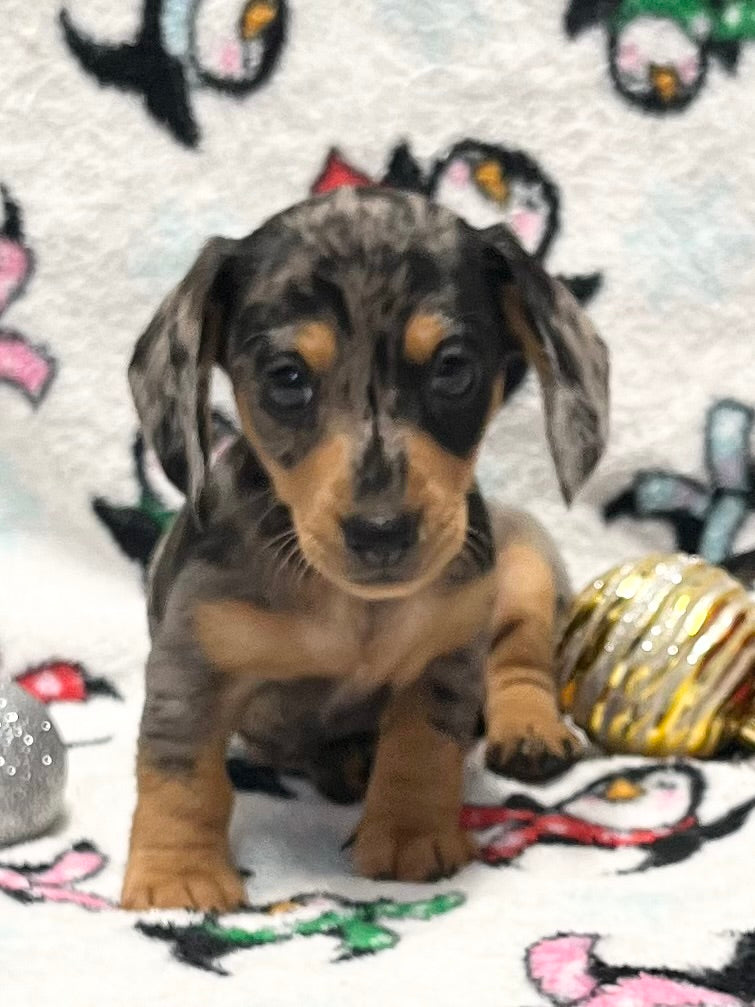 Dasher 💕 Mini Dachshund 🥂 Male 🎄