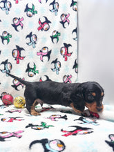 Load image into Gallery viewer, Winston 💕 Mini Dachshund ☀️Male
