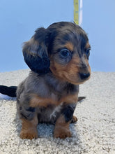 Load image into Gallery viewer, Dallas☀️ Mini Dachshund 🥂Long haired💕 Male ☀️
