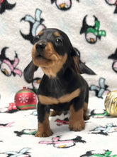 Load image into Gallery viewer, Scout 💕 Mini Dachshund 🥂 Male
