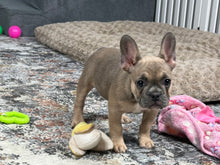 Load image into Gallery viewer, Peaches 🍑 AKC French Bulldog 💕 Female
