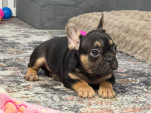 Load image into Gallery viewer, Harley ♥️ AKC French Bulldog 🥂 Male
