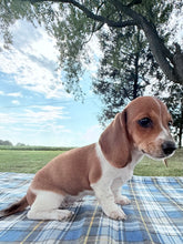 Load image into Gallery viewer, Daisy 💕 Mini Dachshund ☀️Female
