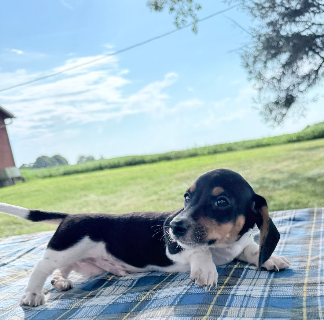 Conrad 💕 Mini Dachshund ☀️Male