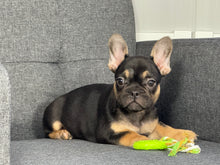 Load image into Gallery viewer, Harley ♥️ AKC French Bulldog 🥂 Male
