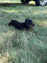 Load image into Gallery viewer, Faith 💕 Mini Dachshund 🌻 longhaired female
