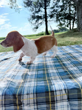 Load image into Gallery viewer, Isabelle 💕 Mini Dachshund ☀️Female

