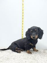 Load image into Gallery viewer, Luna 💕 Mini Dachshund 💕 longhaired female
