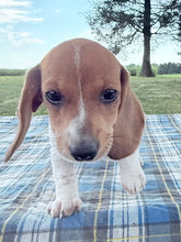 Load image into Gallery viewer, Daisy 💕 Mini Dachshund ☀️Female
