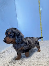 Load image into Gallery viewer, Wynona 🌻 mini Dachshund 💕 long haired 🥂 Female
