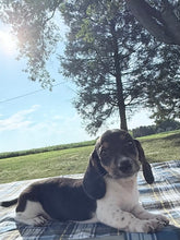 Load image into Gallery viewer, Conrad 💕 Mini Dachshund ☀️Male
