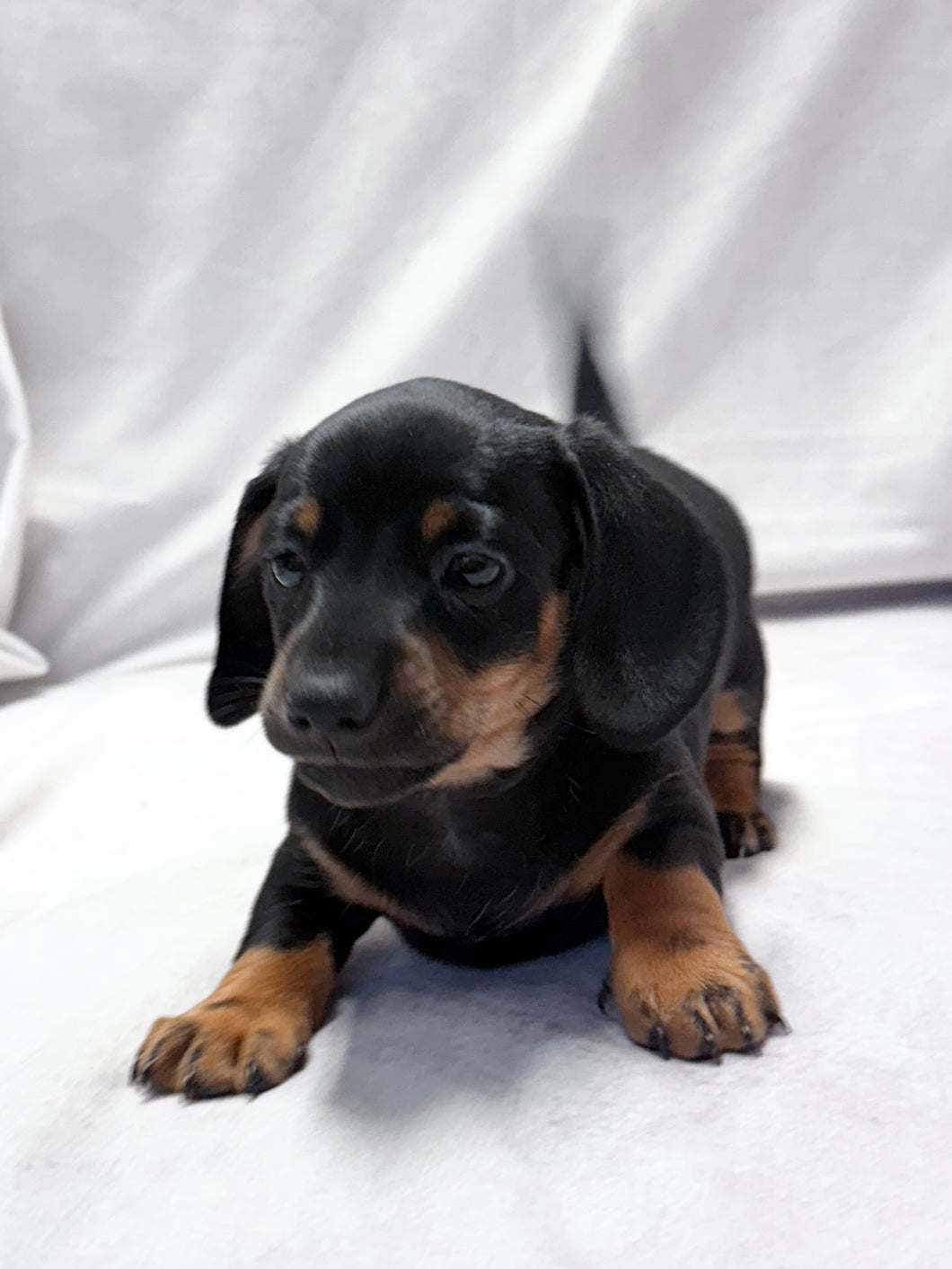 Scooter 💕 Mini Dachshund ☀️Male