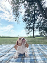 Load image into Gallery viewer, Isabelle 💕 Mini Dachshund ☀️Female
