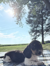 Load image into Gallery viewer, Conrad 💕 Mini Dachshund ☀️Male
