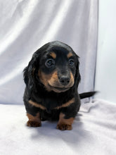 Load image into Gallery viewer, Wanda 💕 Mini Dachshund ☀️Female
