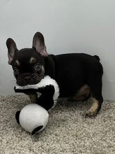 Load image into Gallery viewer, Hank 💕French Bulldog 💕Male
