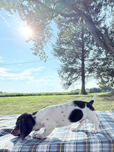 Load image into Gallery viewer, Roscoe 💕 Mini Dachshund ☀️Male
