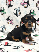 Load image into Gallery viewer, Linus 💕 Mini Dachshund 🥂 Male
