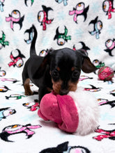 Load image into Gallery viewer, Gracie 💕 Mini Dachshund ☀️Female

