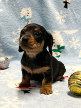 Load image into Gallery viewer, Cole 💕 Mini Dachshund 🥂 Male 🎄
