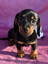 Load image into Gallery viewer, Breezy 💕 Mini Dachshund ☀️Female
