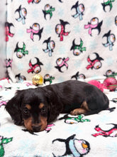 Load image into Gallery viewer, Winston 💕 Mini Dachshund ☀️Male
