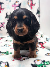 Load image into Gallery viewer, Winston 💕 Mini Dachshund ☀️Male

