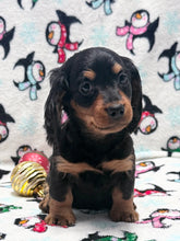 Load image into Gallery viewer, Winston 💕 Mini Dachshund ☀️Male
