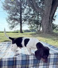 Load image into Gallery viewer, Roscoe 💕 Mini Dachshund ☀️Male
