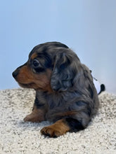 Load image into Gallery viewer, Wynona 🌻 mini Dachshund 💕 long haired 🥂 Female
