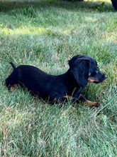 Load image into Gallery viewer, Faith 💕 Mini Dachshund 🌻 longhaired female
