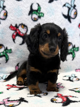 Load image into Gallery viewer, Jack 💕 Fluffy Mini Dachshund 🥂 Male
