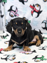 Load image into Gallery viewer, Axel 💕 Mini Dachshund ☀️Male
