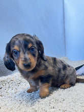 Load image into Gallery viewer, Dallas☀️ Mini Dachshund 🥂Long haired💕 Male ☀️
