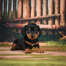 Load image into Gallery viewer, Zippy🥂 Mini Dachshund 💕 Male
