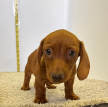 Load image into Gallery viewer, AJ 💕 Mini Dachshund 🥂 Male
