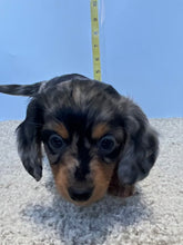 Load image into Gallery viewer, Wynona 🌻 mini Dachshund 💕 long haired 🥂 Female
