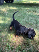 Load image into Gallery viewer, Faith 💕 Mini Dachshund 🌻 longhaired female
