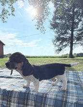 Load image into Gallery viewer, Conrad 💕 Mini Dachshund ☀️Male
