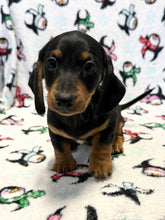 Load image into Gallery viewer, Austin 💕 Mini Dachshund 🥂 Male
