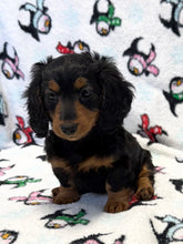 Load image into Gallery viewer, Love💕 Fluffy Mini Dachshund ☀️Female
