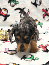 Load image into Gallery viewer, Dasher 💕 Mini Dachshund 🥂 Male 🎄
