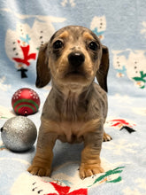 Load image into Gallery viewer, Noelle 🎄 Mini Dachshund 💕 Female 🎄
