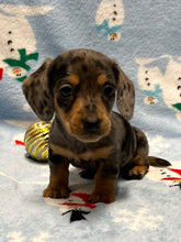 Load image into Gallery viewer, Nicholas 💕 Mini Dachshund 🥂 Male 🎄
